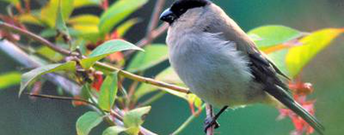 Observação de Aves